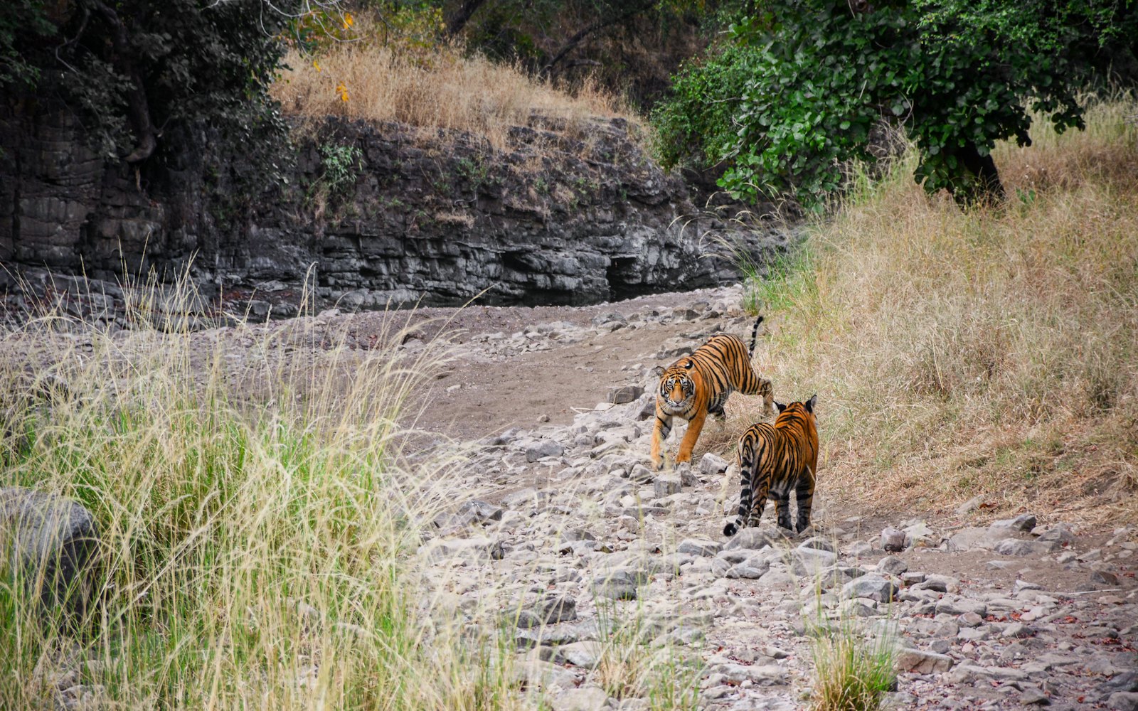 Tiger Safari