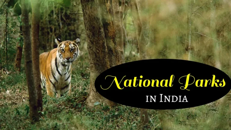 The Wildlife Wonders of India: Best National Parks and Sanctuaries