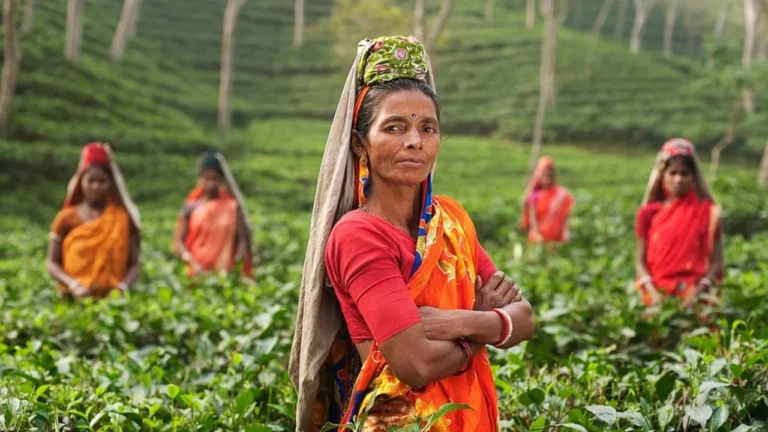 India’s Tea Plantations: A Journey through Assam and Darjeeling